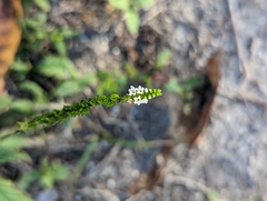 Heliotropium angiospermum