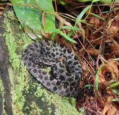 Sistrurus miliarius barbouri