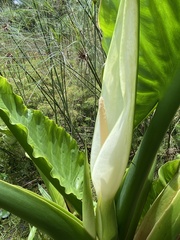 Typhonodorum lindleyanum