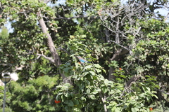 Coracias benghalensis