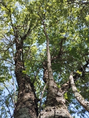 Athyana weinmanniifolia