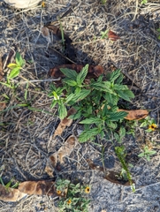 Heliotropium angiospermum