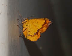 Erastria madecassaria