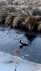 Lophodytes cucullatus