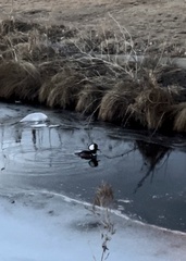 Lophodytes cucullatus