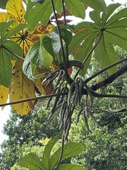 Cecropia pachystachya