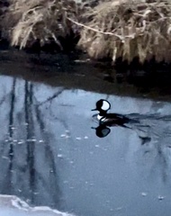 Lophodytes cucullatus