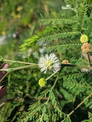 Leucaena