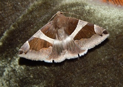 Dysgonia torrida