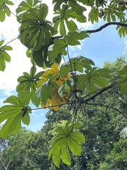 Cecropia pachystachya