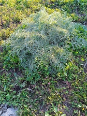 Cynara syriaca