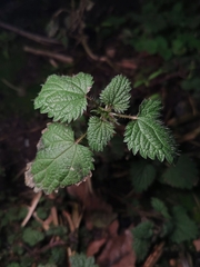 Urtica dioica