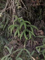 Sticherus quadripartitus