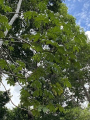 Cecropia pachystachya