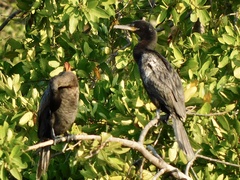 Nannopterum brasilianum