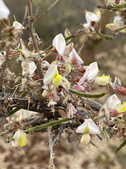 Coursetia glandulosa