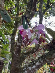 Cattleya trianae