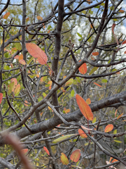 Bursera cerasiifolia