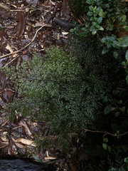 Hymenophyllum dentatum