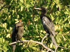 Nannopterum brasilianum