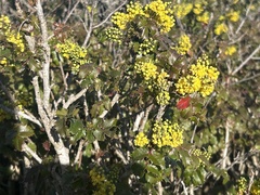 Berberis pinnata pinnata