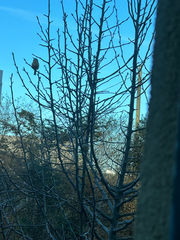 Thryothorus ludovicianus