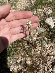 Caulanthus lasiophyllus