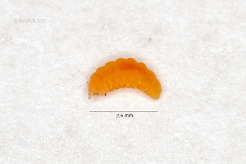 byľomor ostružinový (Lasioptera rubi)