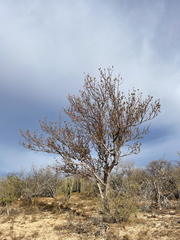 Bursera cerasiifolia