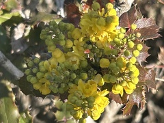 Berberis pinnata pinnata