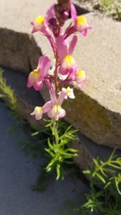 Linaria maroccana