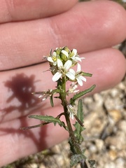 Caulanthus lasiophyllus