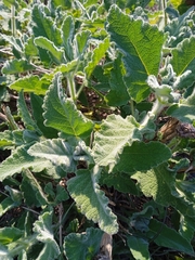 Salvia dominica