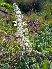 Salvia dominica
