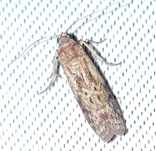 Phycita demidovi
