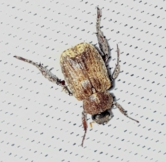 Amorphochelus retusus