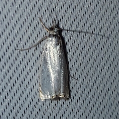 Microcrambon paphiellus
