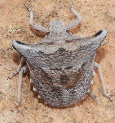 Ventocoris falcatus