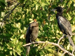Nannopterum brasilianum