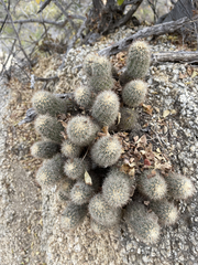 Echinocereus sciurus