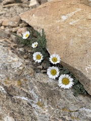 Erigeron compositus