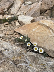 Erigeron compositus