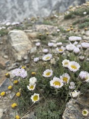 Erigeron compositus