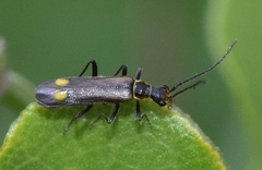 Malthodes marginatus