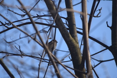 Passer montanus