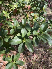 Viburnum odoratissimum