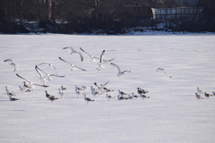 Larus argentatus