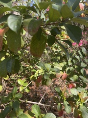 Viburnum odoratissimum