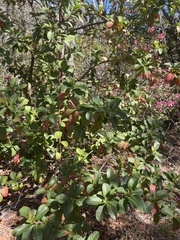 Viburnum odoratissimum