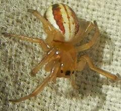 Araneus pratensis